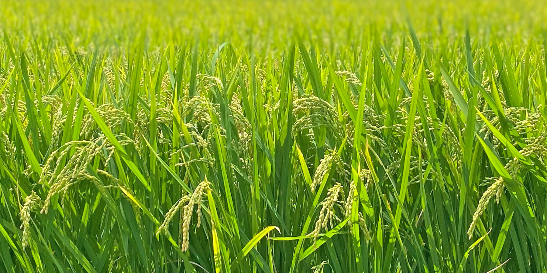 稲穂の実る頃