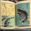 Mamemoto Picture Book Handbook by Hiroshige Utagawa / no.1842